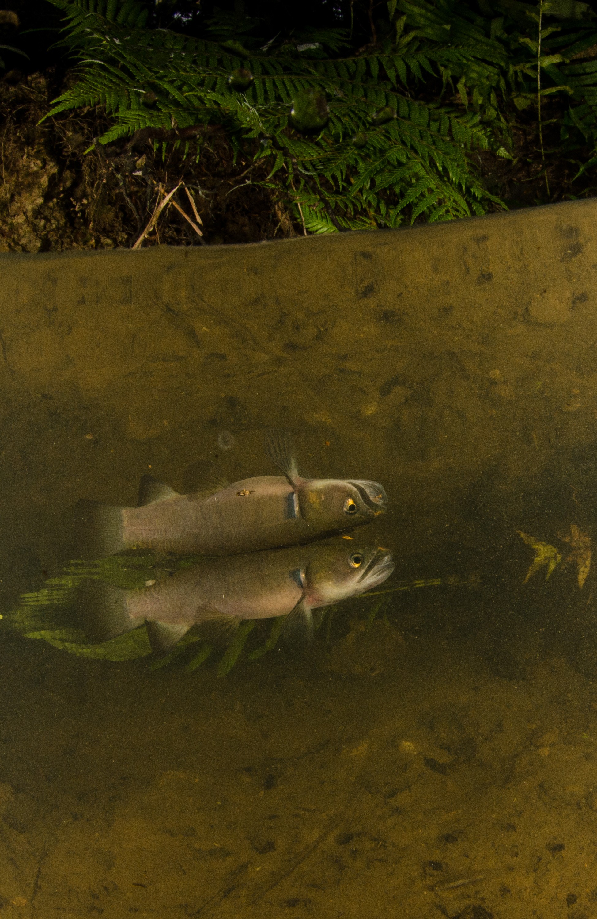 DSC_5312 – Banded, kokopu, Galaxias, fasciatus, home, kaiatea, stream, Crispin, new, zealand, new zealand, freshwater, streams, stream, rivers, galaxid